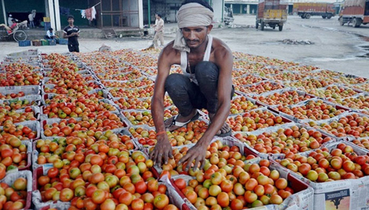 tomato 27 sep 17